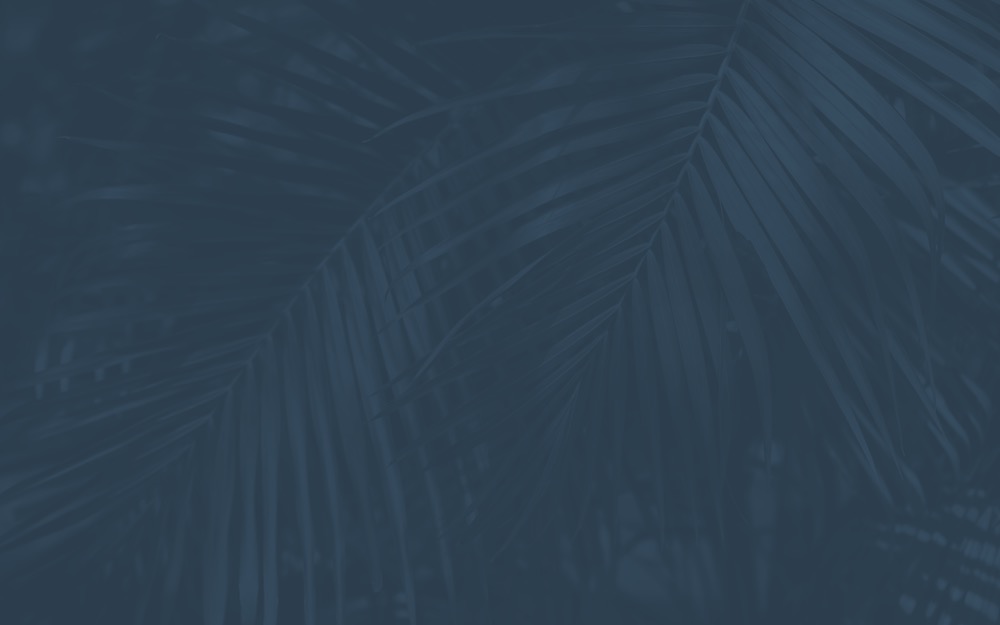 Palm Background